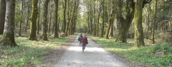 The Stunning Park of Rossmore Forest, Monaghan, Ireland