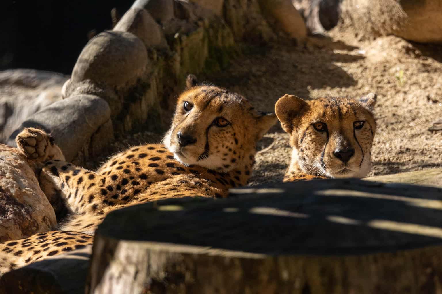 Sacramento Zoo 10