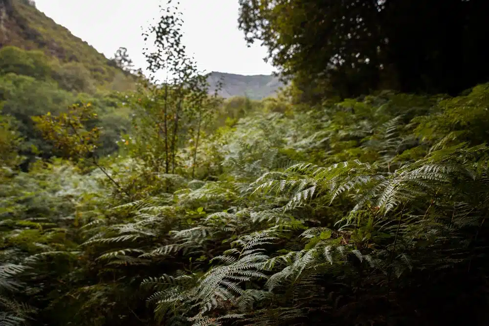 Sacred Forests in Ireland
