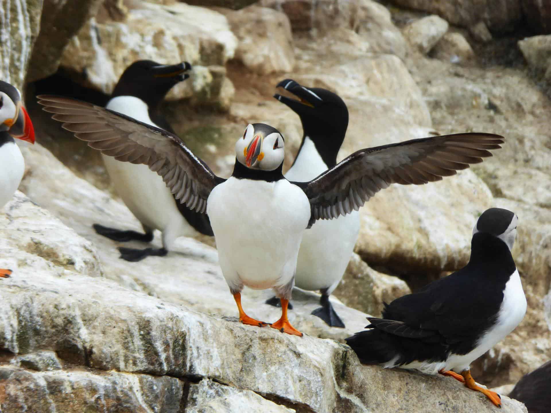Saltee Islands