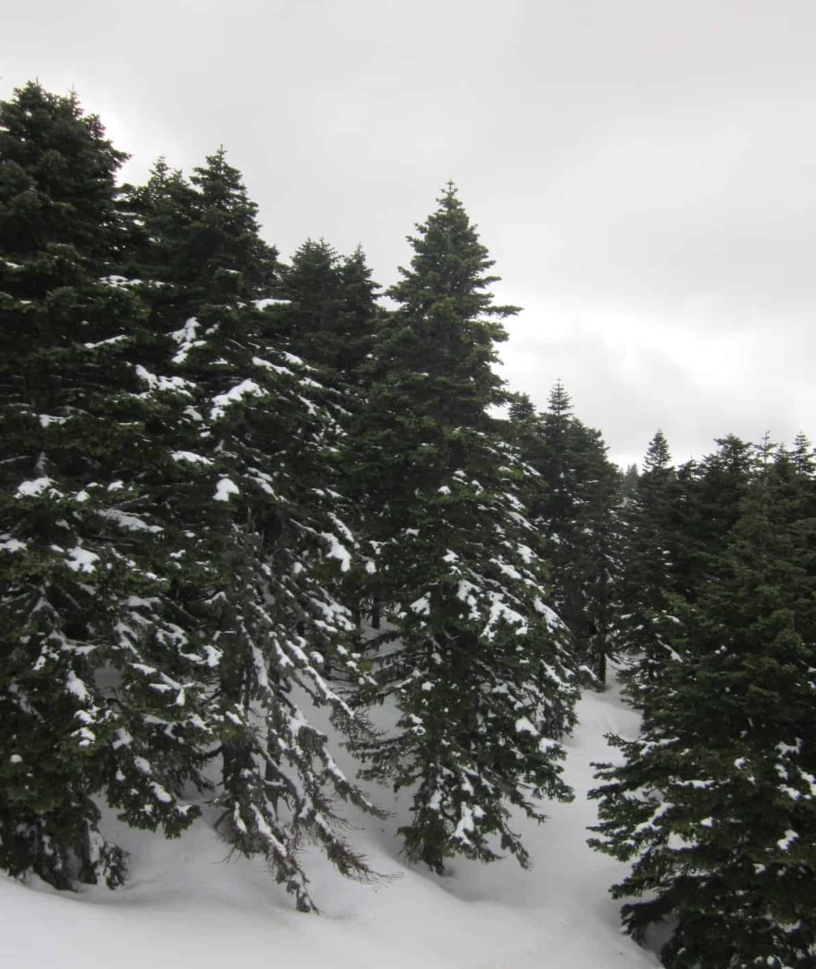 Snow-covered trees in the Bursa Uludag Mountain Ski Resort