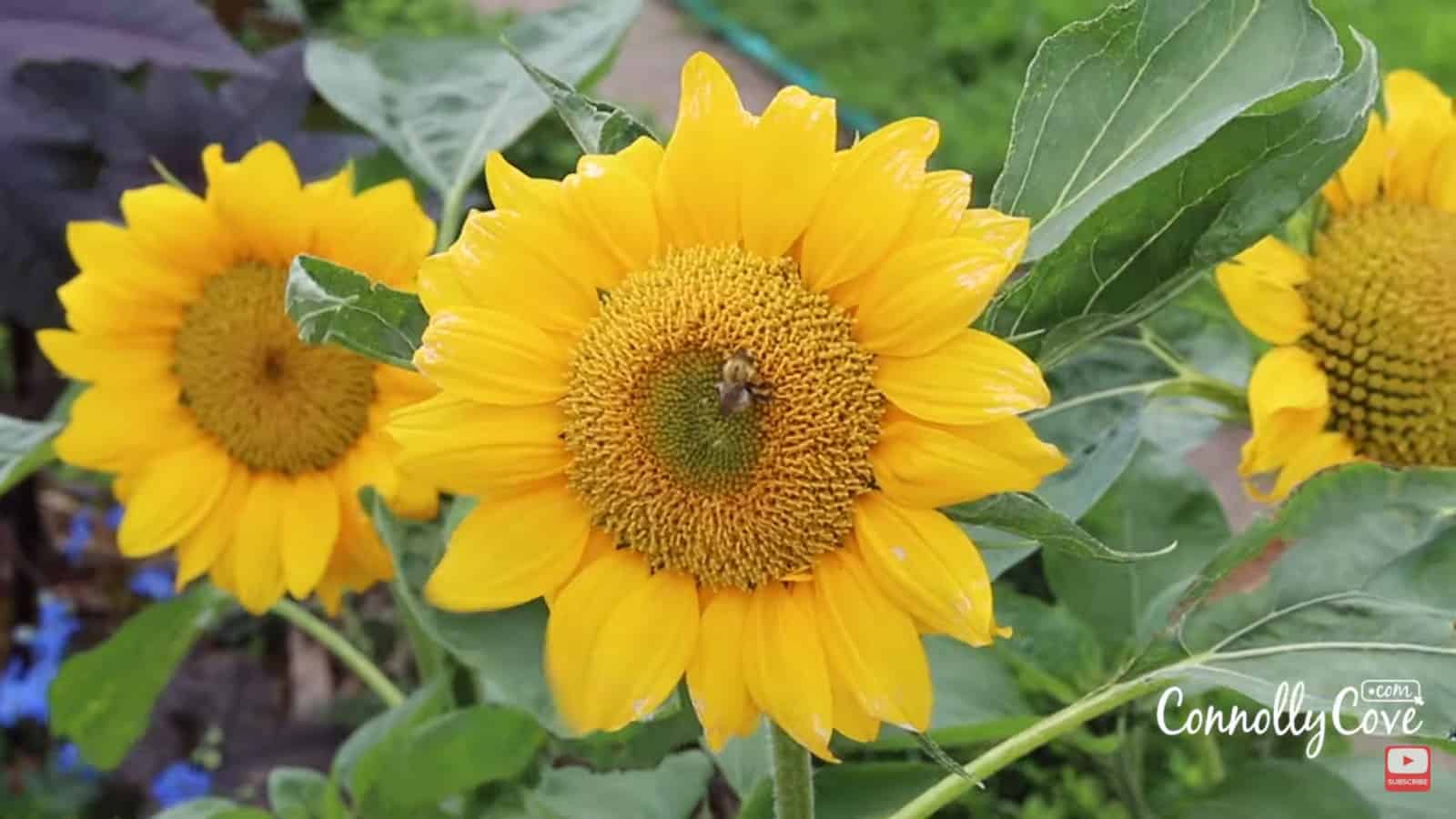 Sunflowers in the Jardin des Plantes