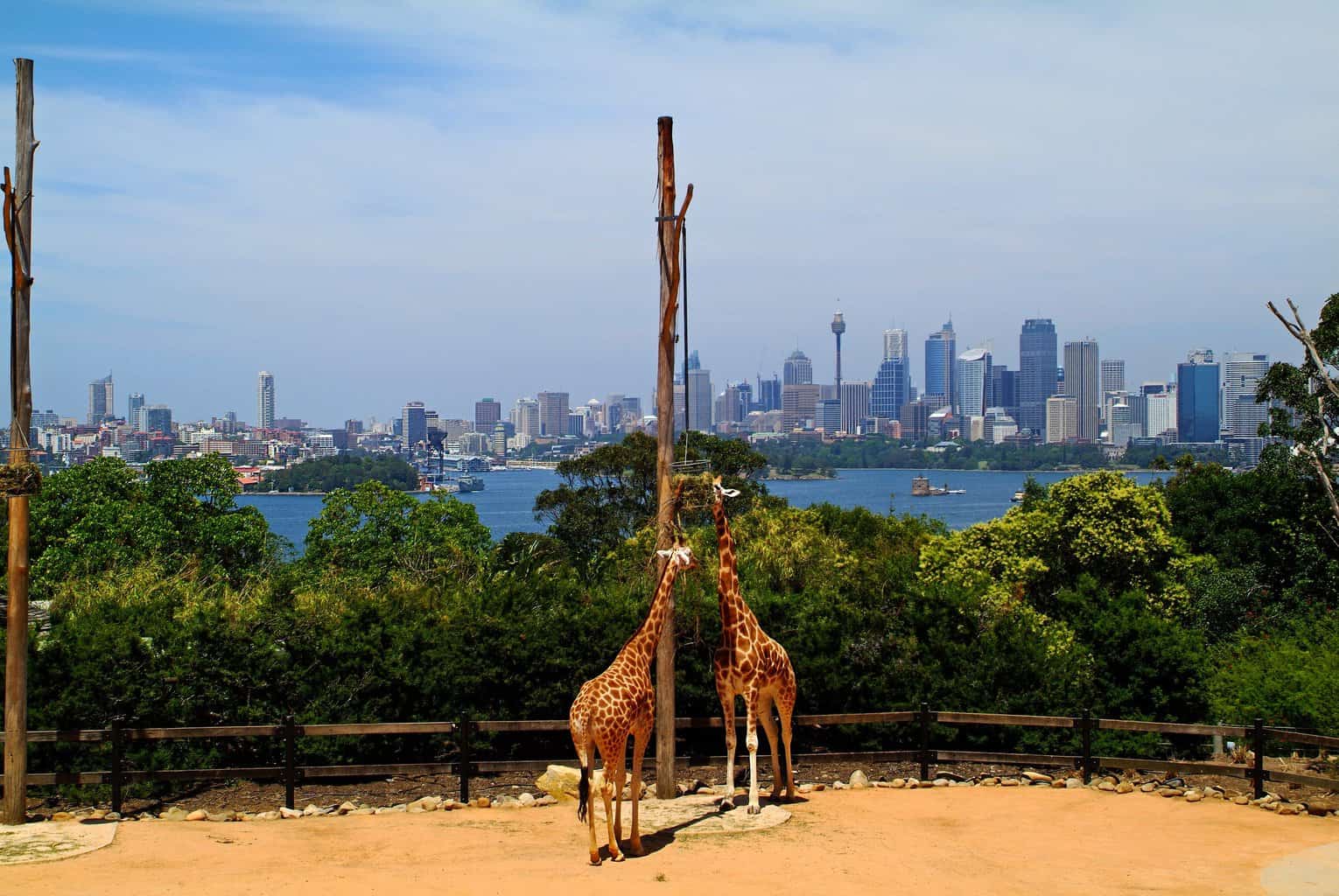 Explore Australia Through Kingdom of the Planet of the Apes Filming Locations: Taronga Zoo
Australia Travel Statistics: Industry Statistics & Facts