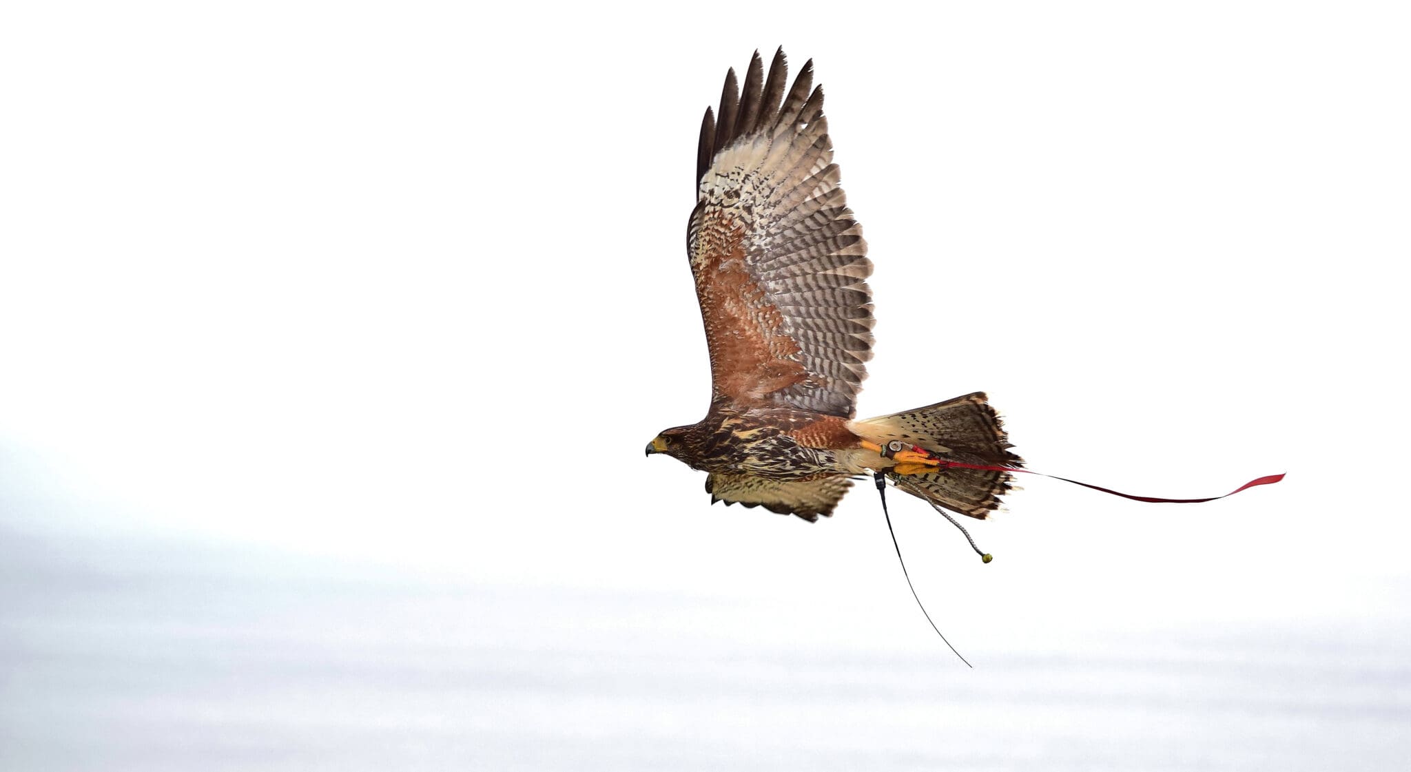 The Art of Falconry