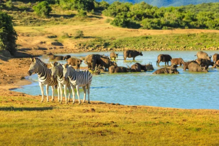 The Eastern Cape – Best Activities to do