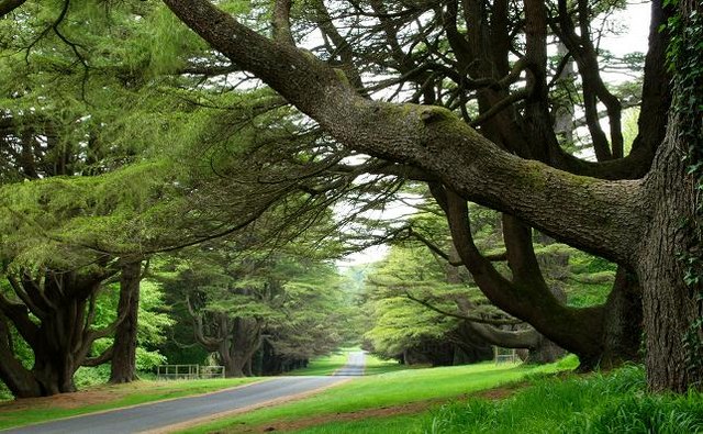 The Beautiful Tollymore Forest Park, County Down