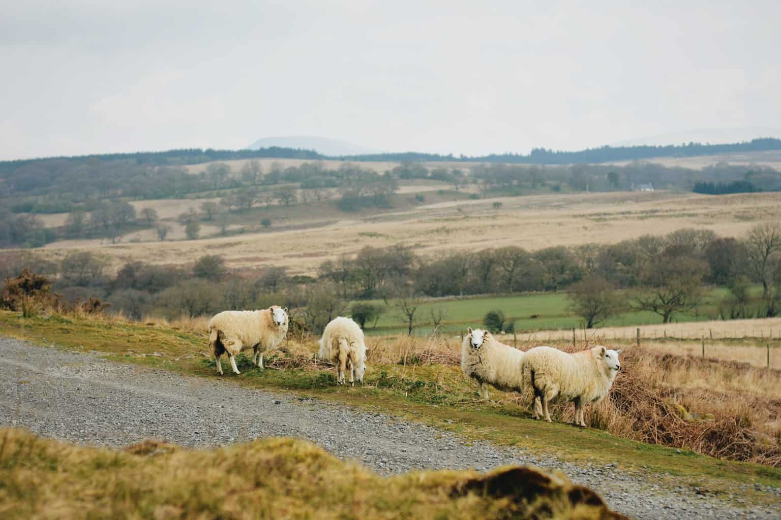 Things to Do in Wales 1