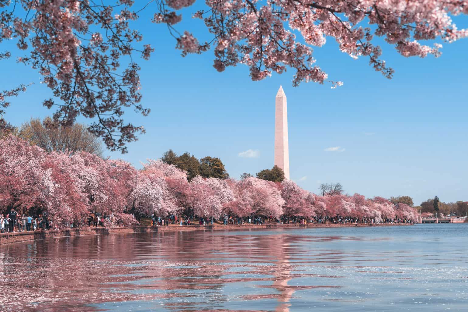 Things to do in Washington, D.C. - Cherry Blossoms