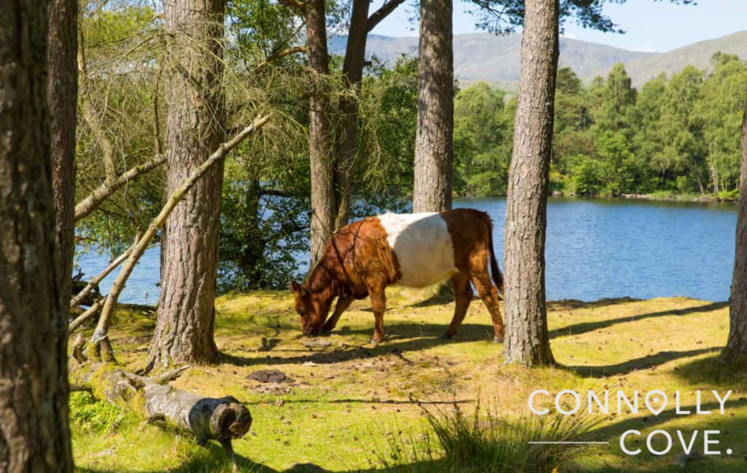 There are many wild animals across the Scottish countryside.