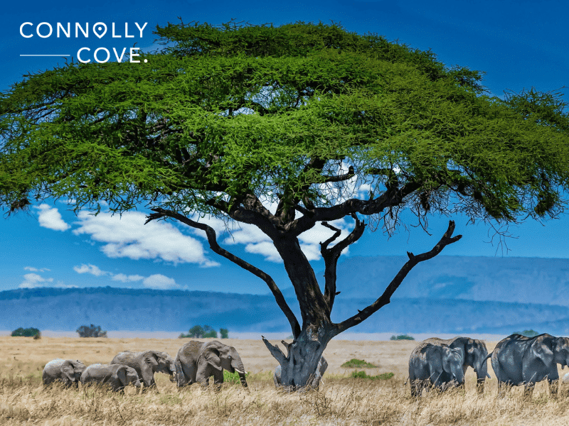 Ethiopia Tourism Statistics: A Comprehensive Overview from 1995 to 2023