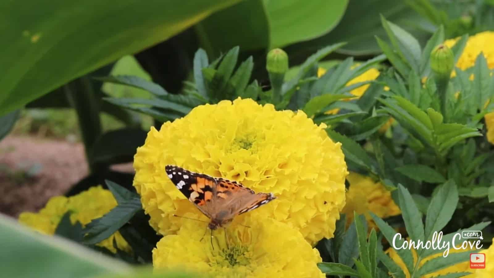 Yellow flowers in the Jardin des Plantes
