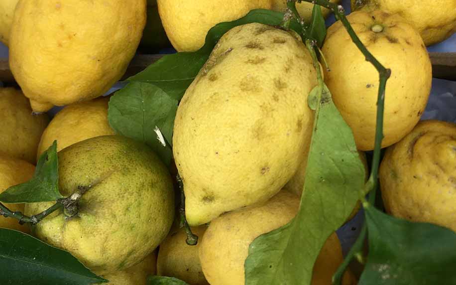 Amalfi lemons in Sorrento
Sorrento