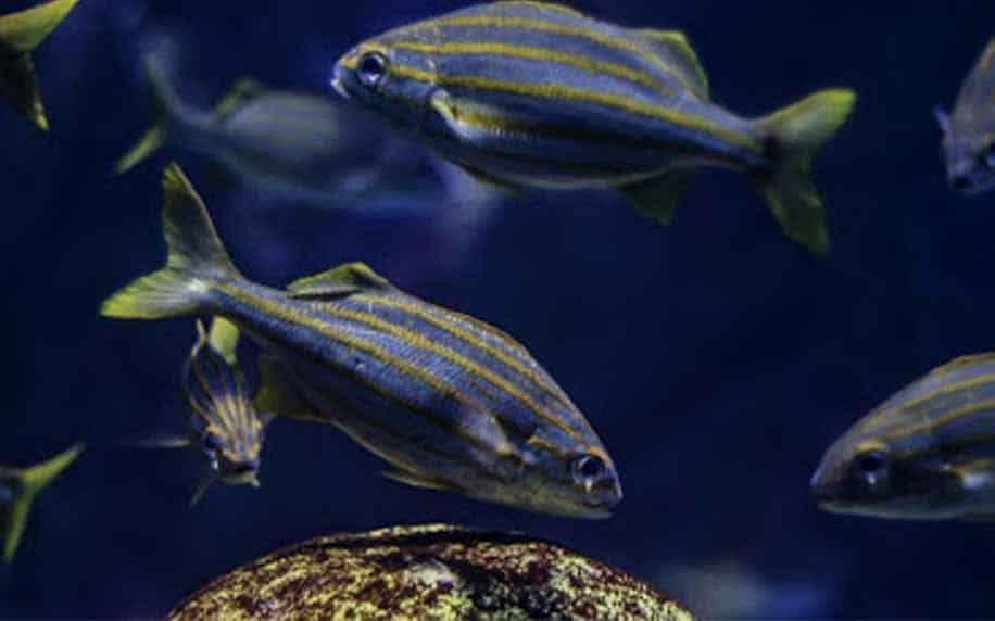 fish in the boston aquarium