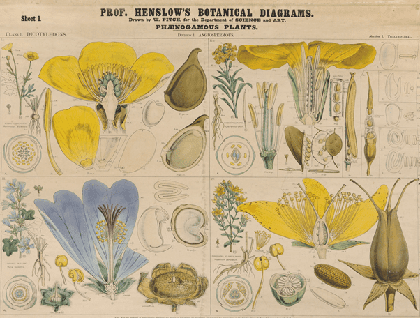 botanical diagram