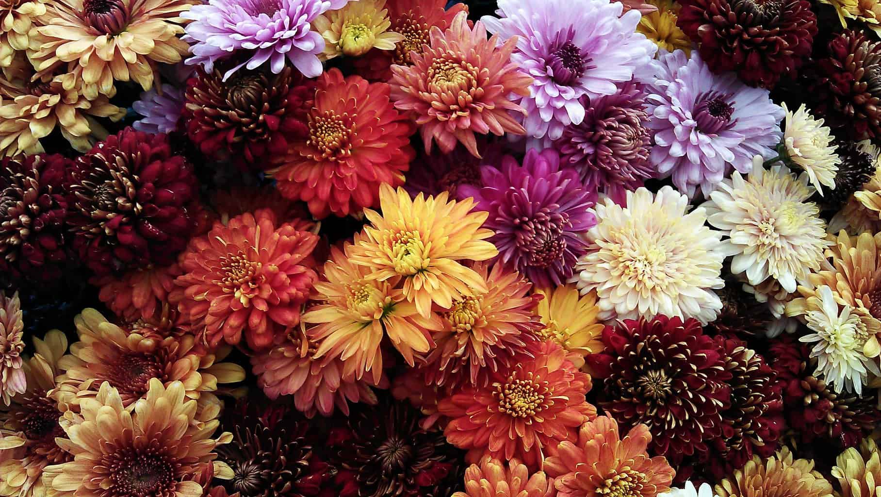 chrysanthemum flowers