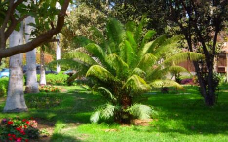 The Beautiful Orman Botanical Gardens