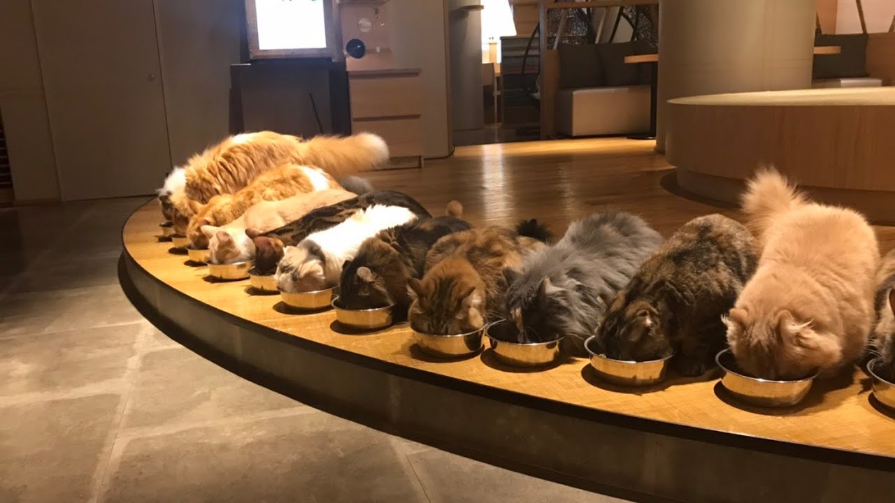 Cat Cafes to Owl Bars: Unveiling the Global Popularity of Themed Animal Eateries