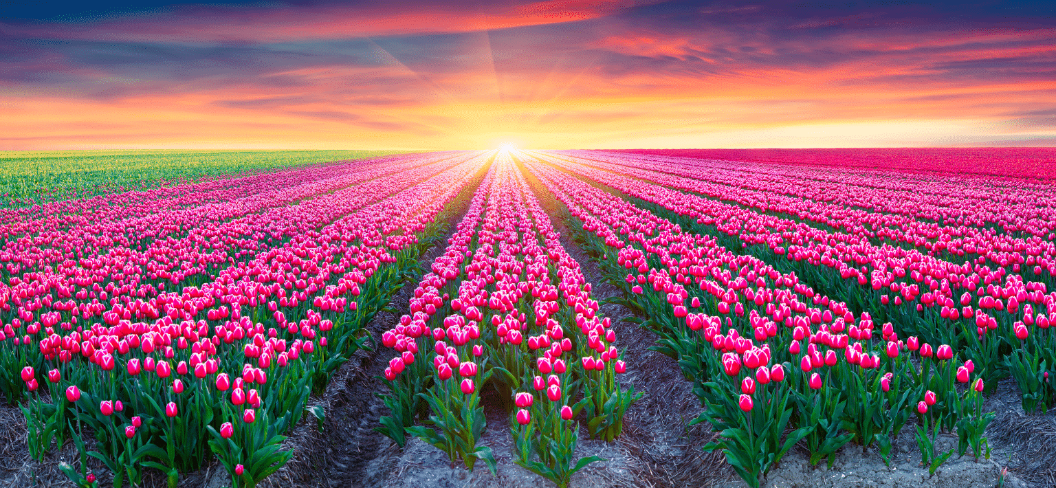 Secret Language of Flowers