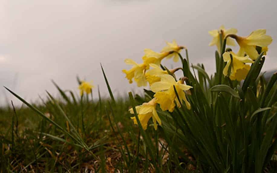 a picture of daffodils in the field