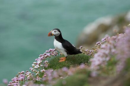 Saltee Islands: Visitor Guide and Top Highlights