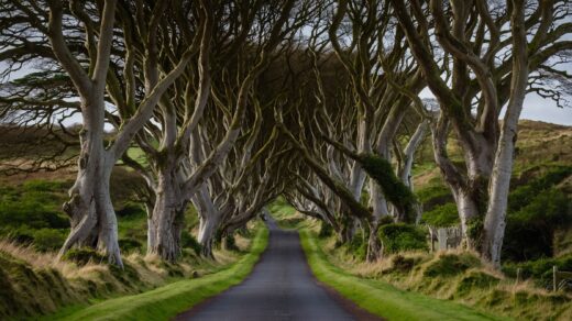 The Dark Hedges 360° Drive: Antrim’s Iconic Tree Tunnel