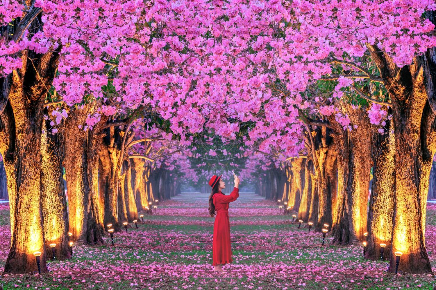Blooming Celebrations: Discovering Spring Festivals Around the World to Welcome the New Season
