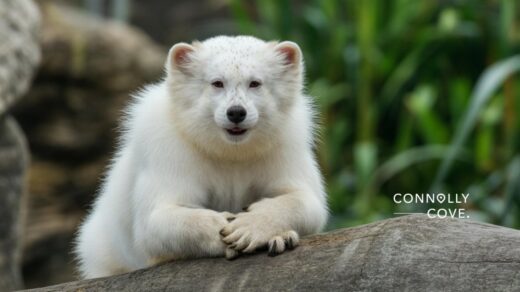 Belfast Zoo: Animals, Heritage, and Surviving the Hill